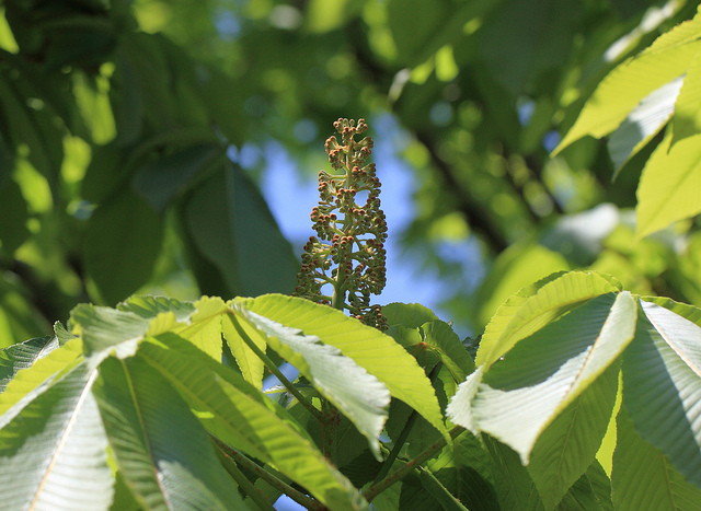 Aesculus turbinata