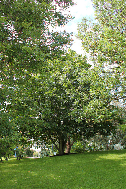 Aesculus turbinata