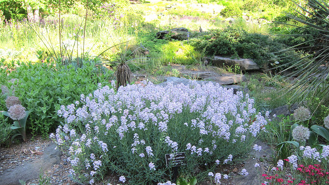Aethionema grandiflorum