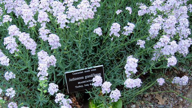 Aethionema grandiflorum