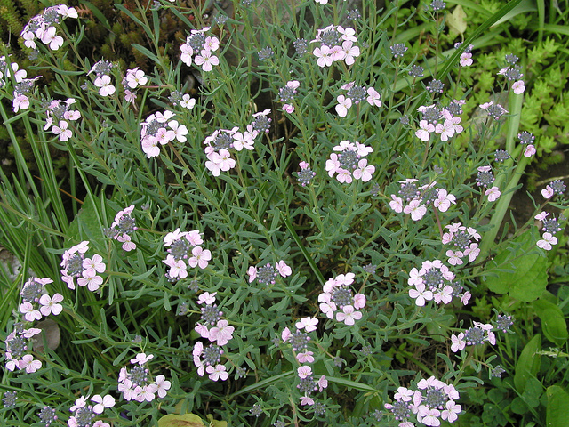 Aethionema schistosum