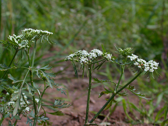Petite ciguë (Aethusa cynapium)