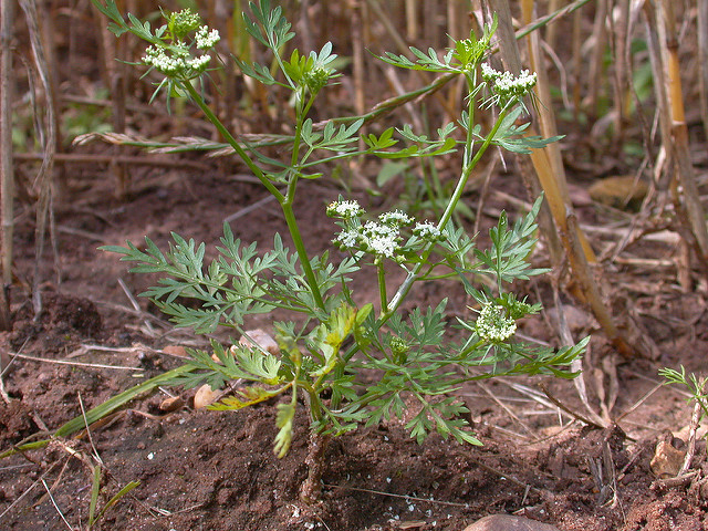 Petite ciguë