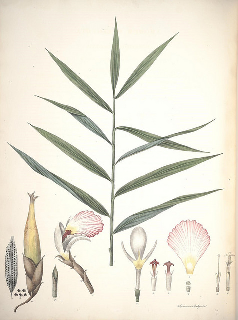 Malaguette