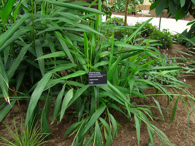 Malaguette
