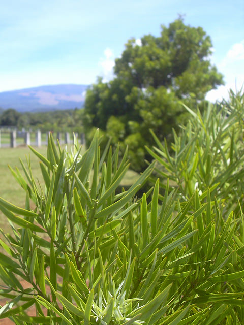Afrocarpus falcatus