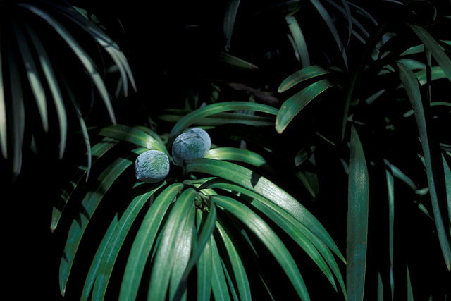 Afrocarpus falcatus