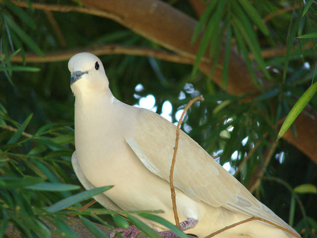Afrocarpus falcatus