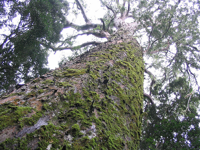 Afrocarpus falcatus
