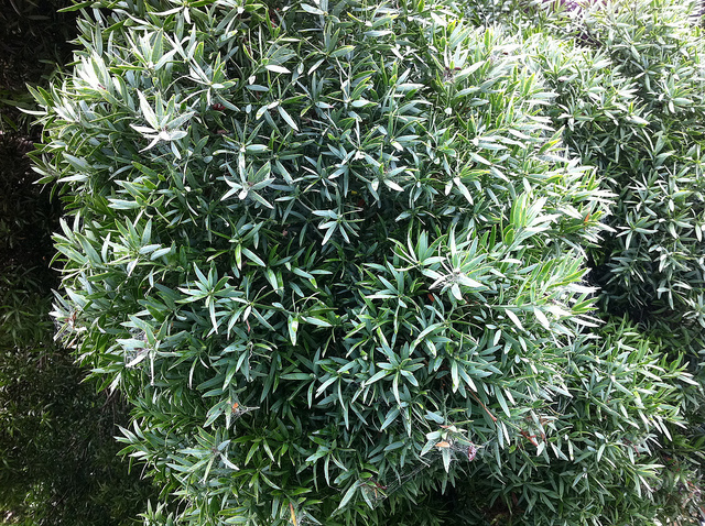 Afrocarpus falcatus