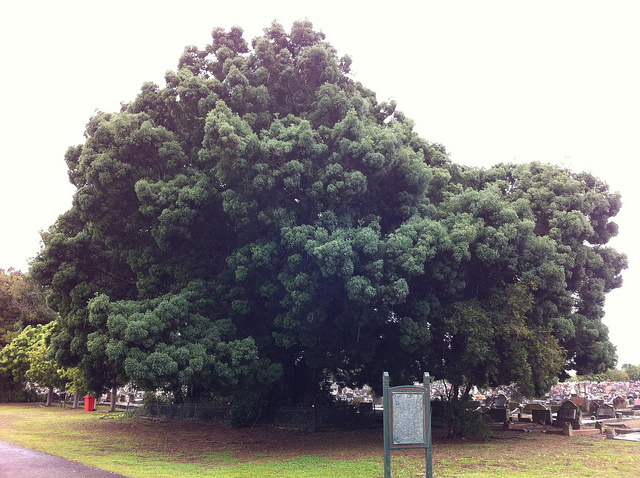 Afrocarpus falcatus (Afrocarpus falcatus)