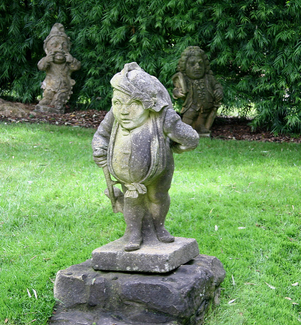 Afrocarpus gracilior