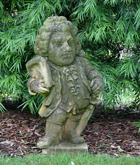 Afrocarpus gracilior