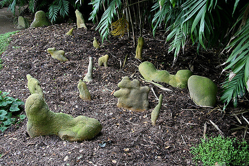 Afrocarpus gracilior (Afrocarpus gracilior)
