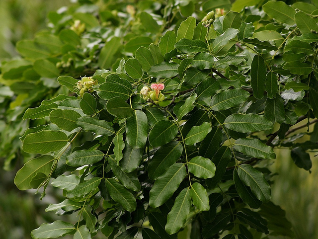 Afzelia quanzensis