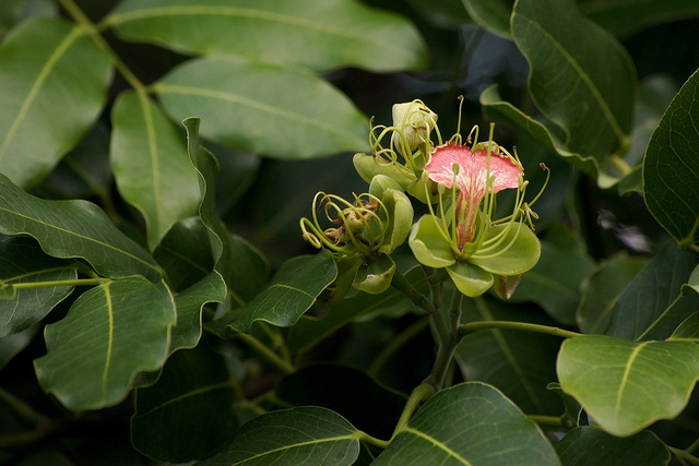 Afzelia quanzensis (Afzelia quanzensis)