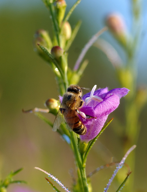 Agalinis fasciculata
