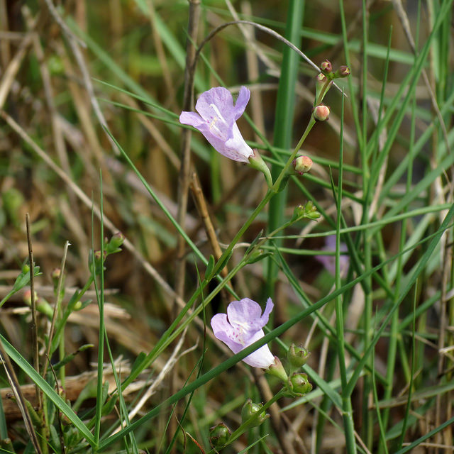 Agalinis fasciculata