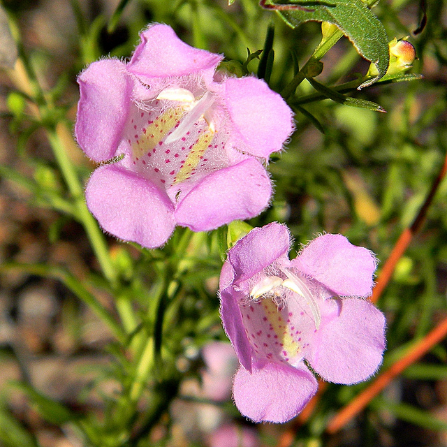 Agalinis fasciculata