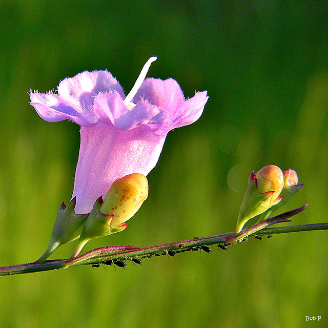 Agalinis fasciculata