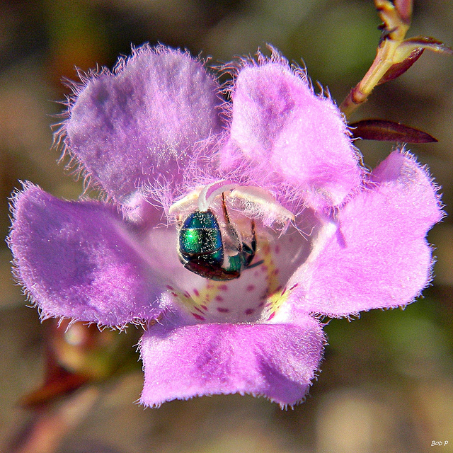 Agalinis fasciculata