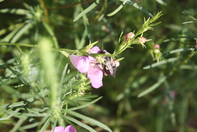 Agalinis heterophylla