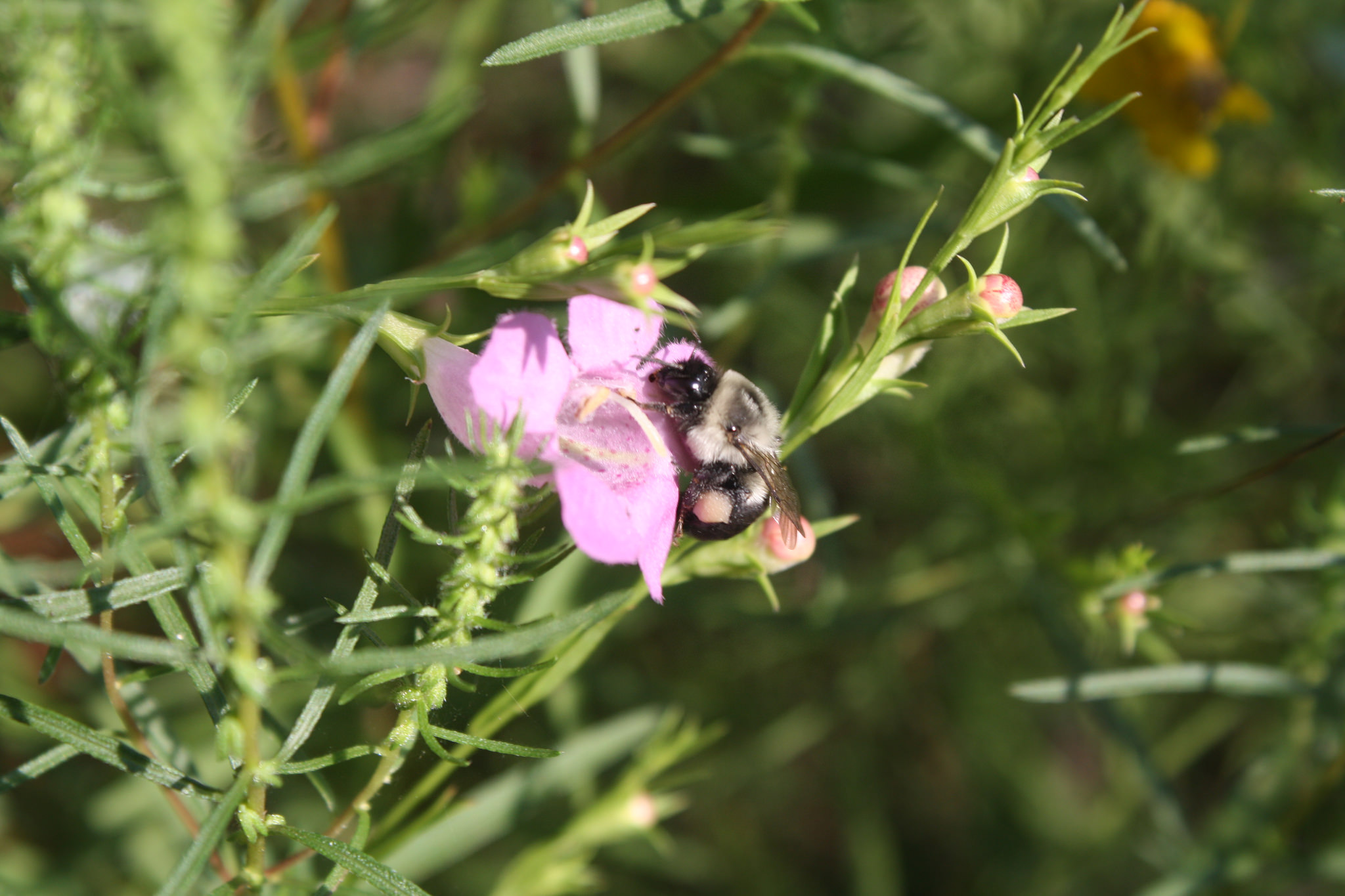 Agalinis heterophylla