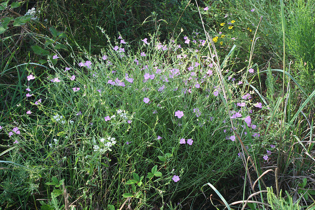 Agalinis heterophylla
