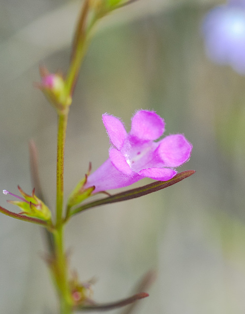 Agalinis paupercula