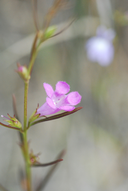 Agalinis paupercula