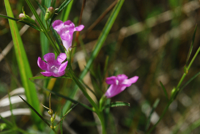 Agalinis paupercula