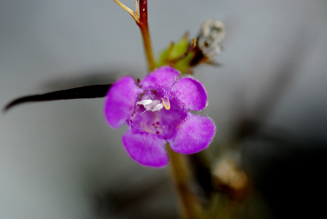Agalinis paupercula