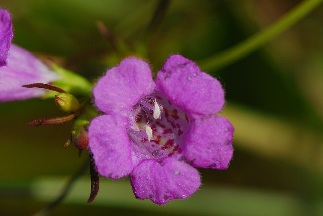 Agalinis paupercula