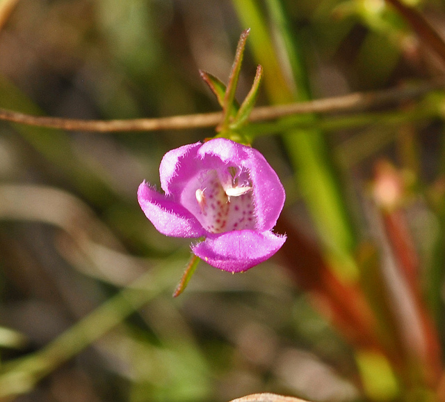 Agalinis paupercula