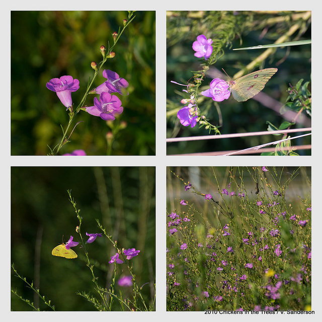 Agalinis purpurea