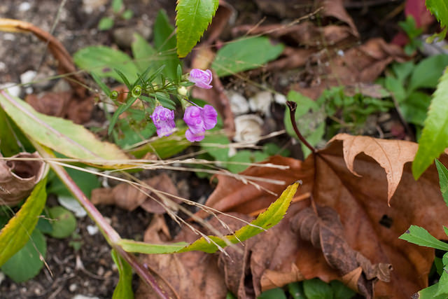 Agalinis purpurea