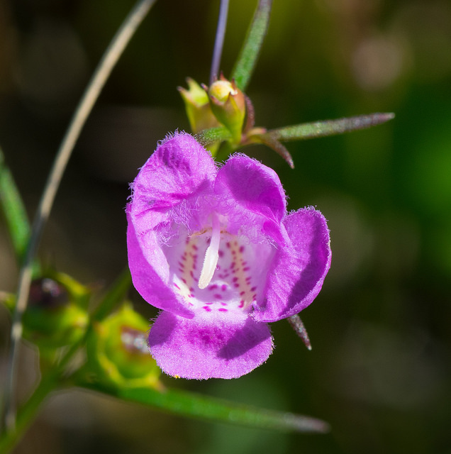 Agalinis purpurea