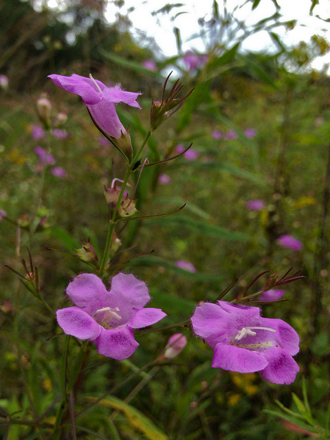 Agalinis purpurea