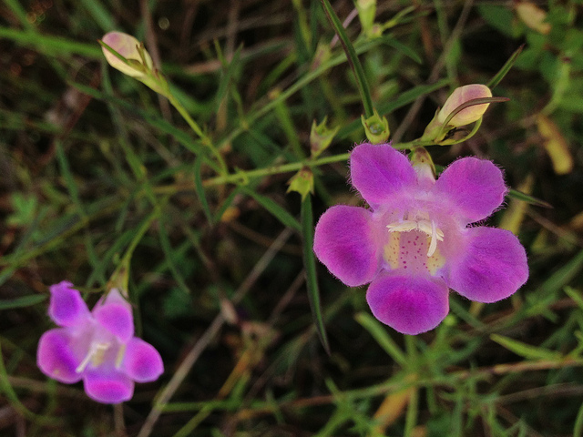Agalinis purpurea (Agalinis purpurea)