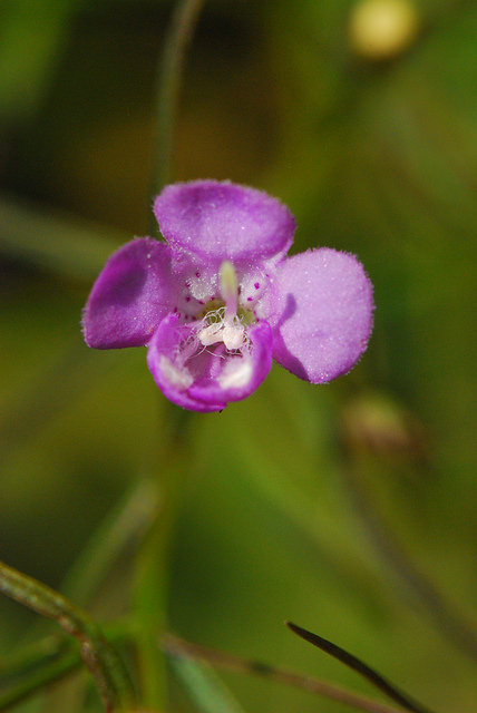 Agalinis tenuifolia
