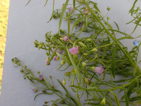 Agalinis tenuifolia