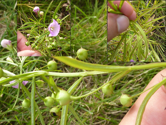 Agalinis tenuifolia