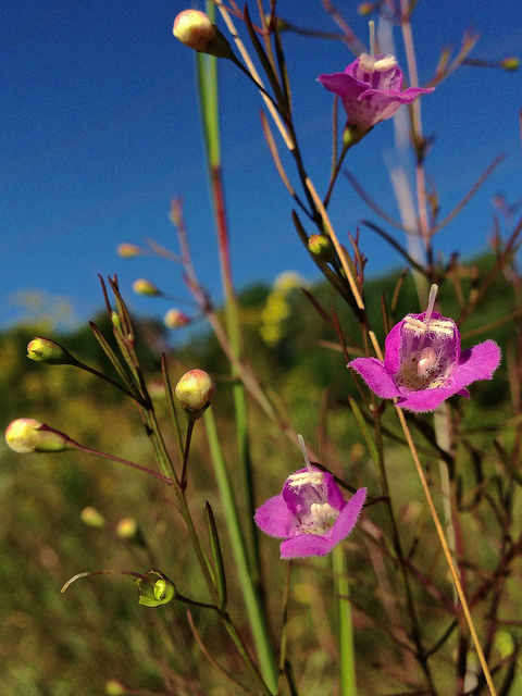 Agalinis tenuifolia