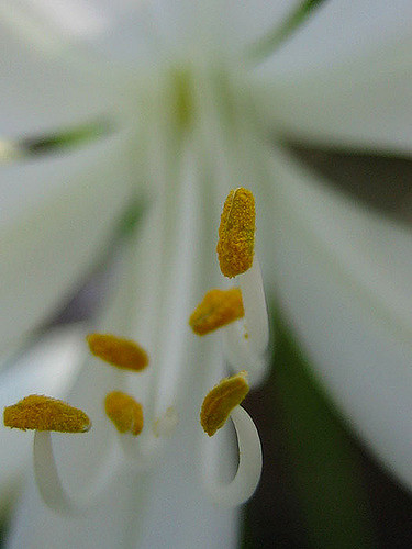 Agapanthe d'Afrique