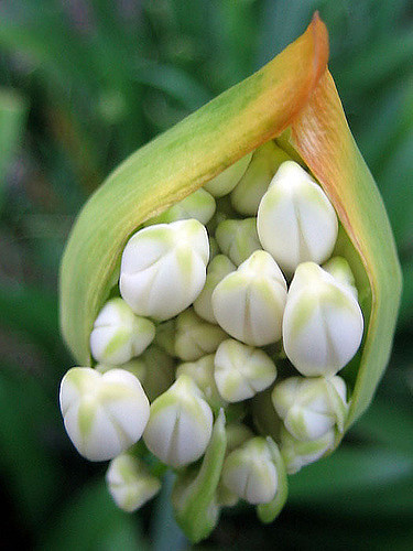 Agapanthe d'Afrique