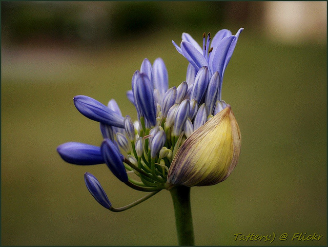 Agapanthe d'Afrique (Agapanthus africanus)