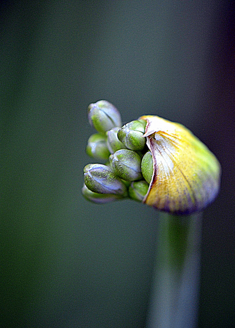 Agapanthus campanulatus