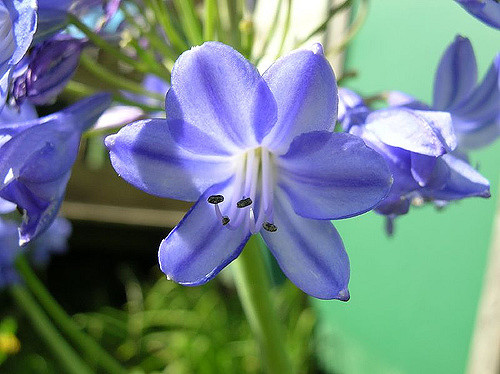 Agapanthus campanulatus (Agapanthus campanulatus)