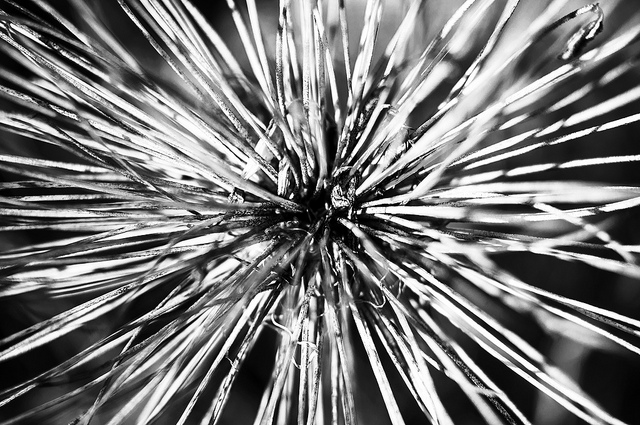 Agapanthus caulescens (Agapanthus caulescens)