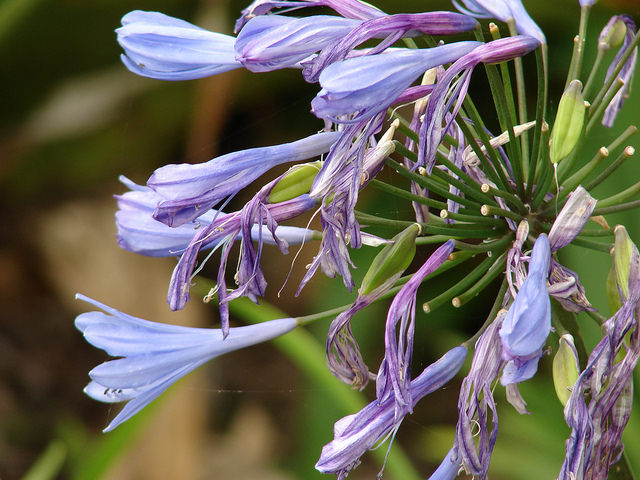 Agapanthus praecox